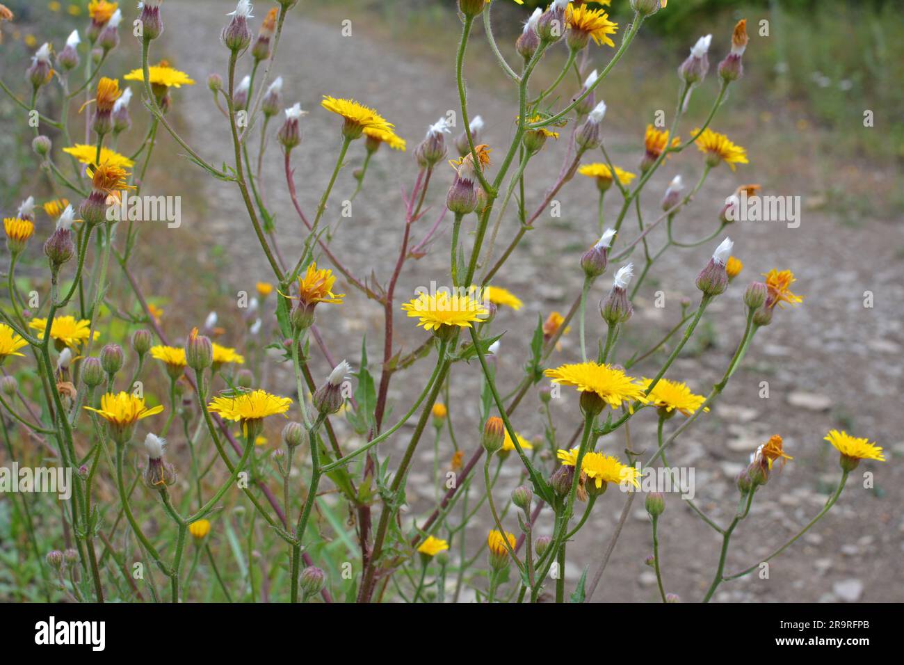 Crepis foetida grows in the wild in summer Stock Photo