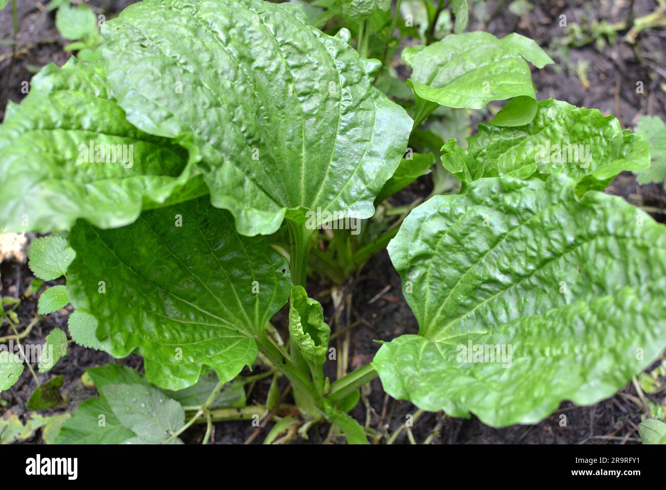 In summer, plantain is large (Plantago major, Plantago borysthenica) grows in the wild Stock Photo