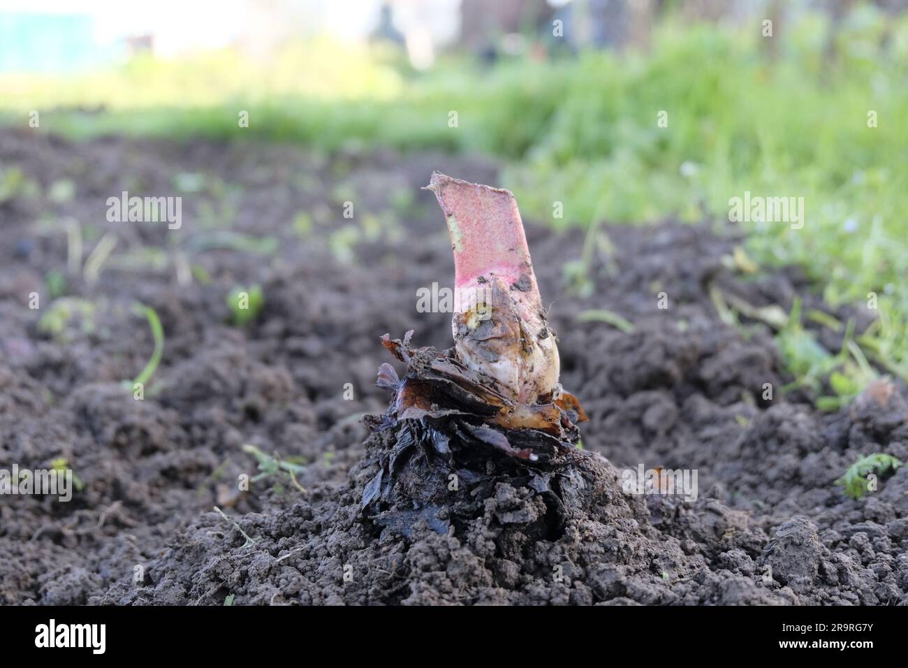 Rhubarb Crown planted in November Stock Photo