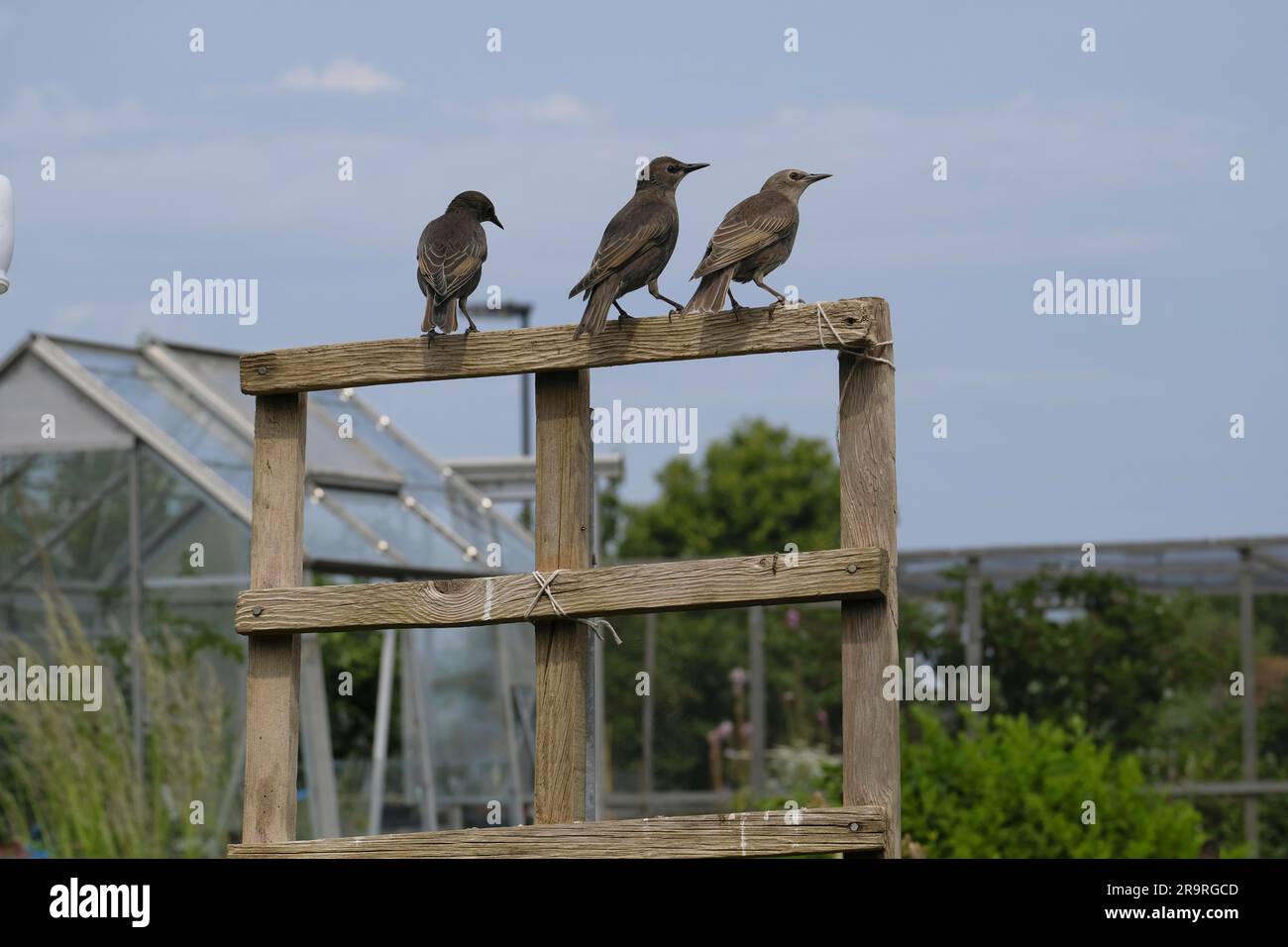 Three young recently fledged European Starlings perched on a wooden trellis on a British allotment Stock Photo