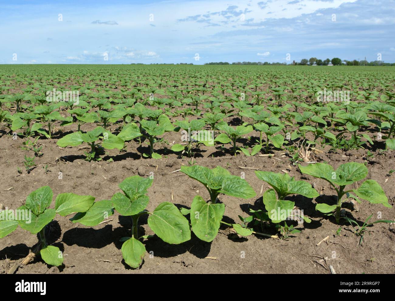 Farmer in field sunflowers hi-res stock photography and images - Alamy