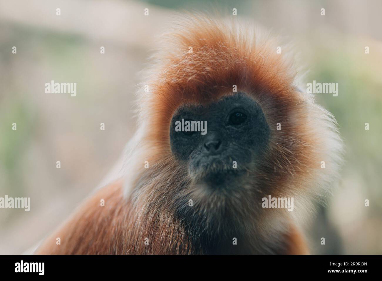 Close up shot of golden langur monkey species. Endangered monkey photo in zoo, cute fluffy ape