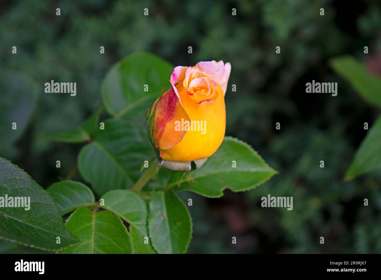 Single multi colored rose on the first day of opening up on a dark