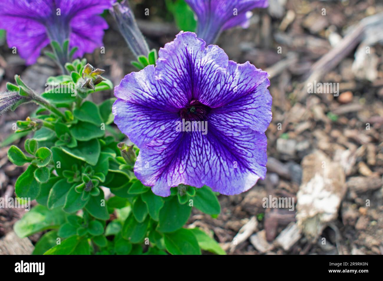 Blue petunia with a dark blue star shaped core, on a bed of green leaves and dried wood chips -01 Stock Photo