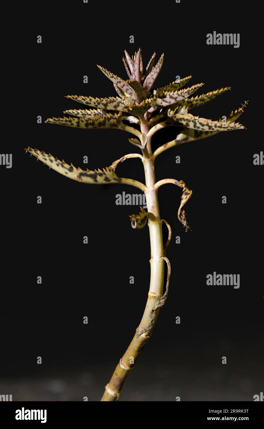 Aloe vera plant leaves curling hi-res stock photography and images - Alamy