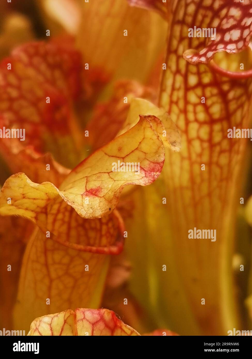 Close up of red and white sarracenia showing red vein detail Stock