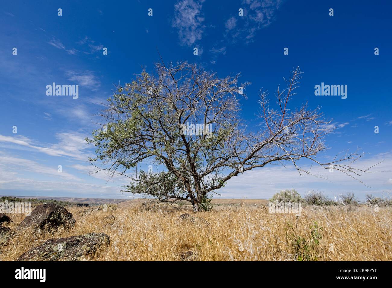 A small tree stands under a bright blue sky in a field of dry grass layered with rocks near Hagerman, Idaho. Stock Photo