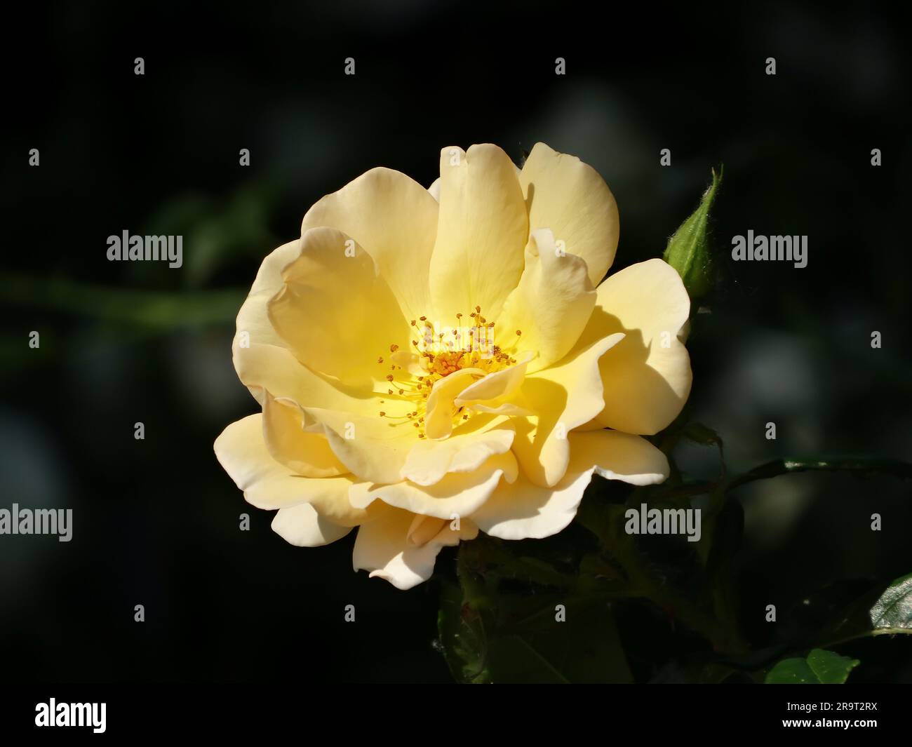 Rosa golden delight hi-res stock photography and images - Alamy