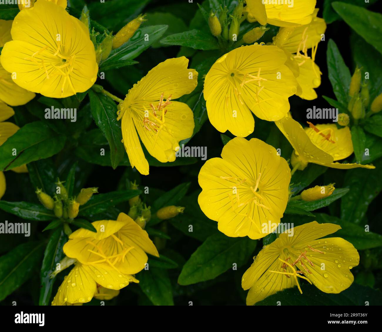 Common evening primrose flowers, oenothera biennis, growing in a garden in Speculator, NY USA Stock Photo