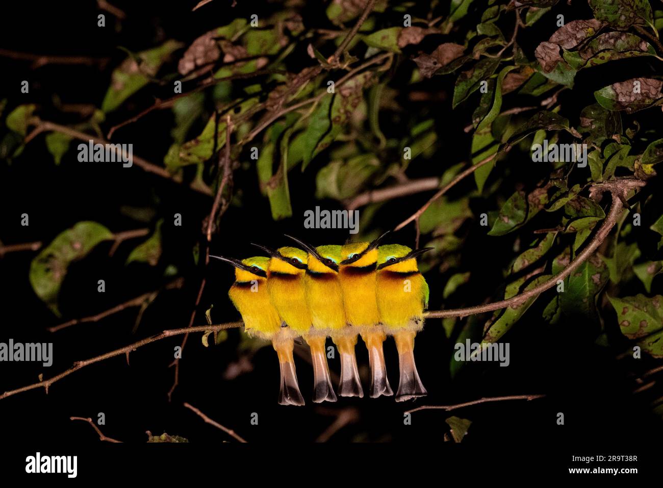 Group of bee eaters roosting hi-res stock photography and images - Alamy