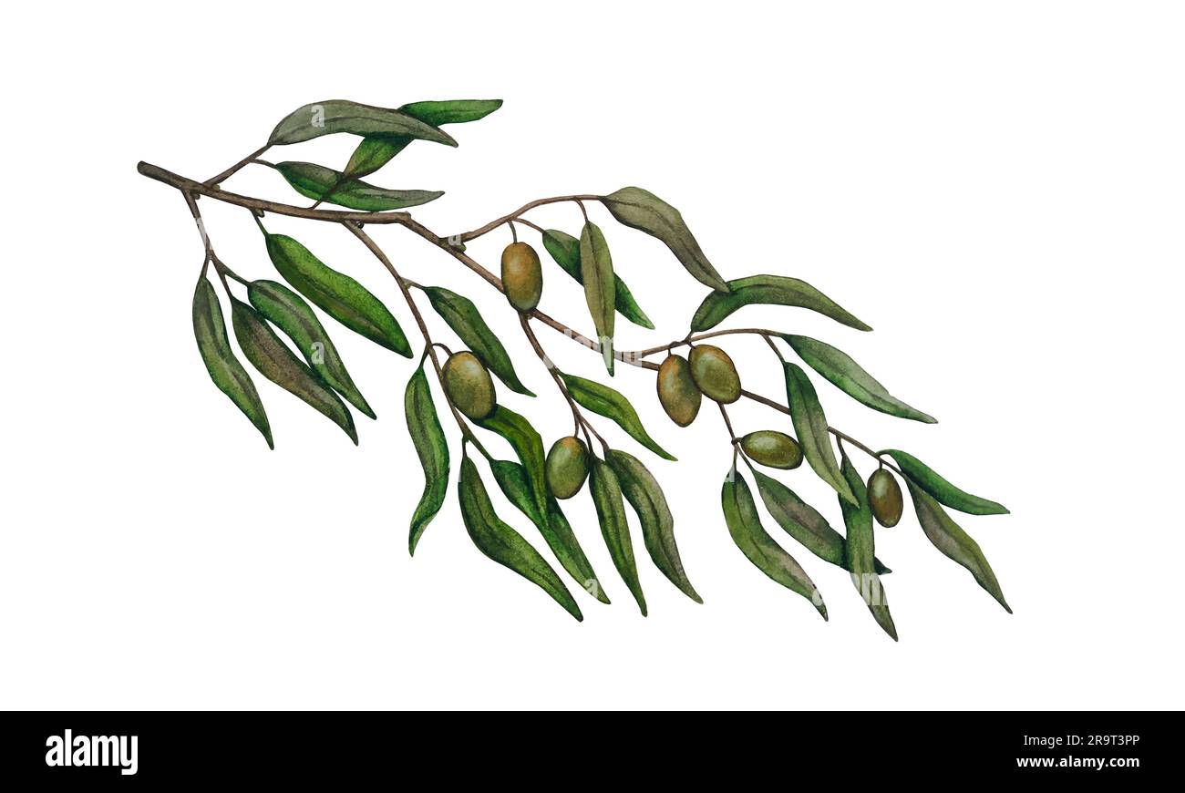 Olive branch christmas greetings card