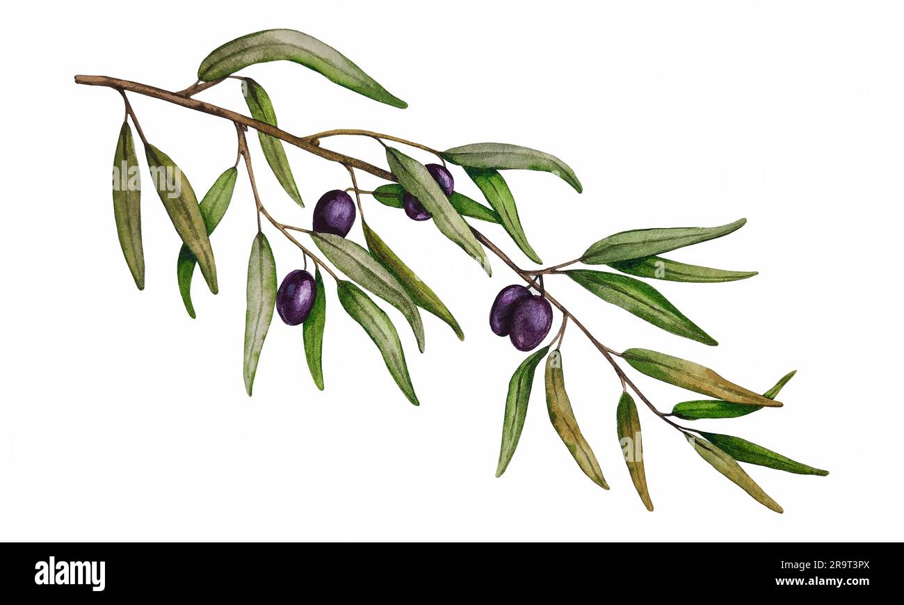 Harvesting an olive tree Cut Out Stock Images & Pictures - Alamy