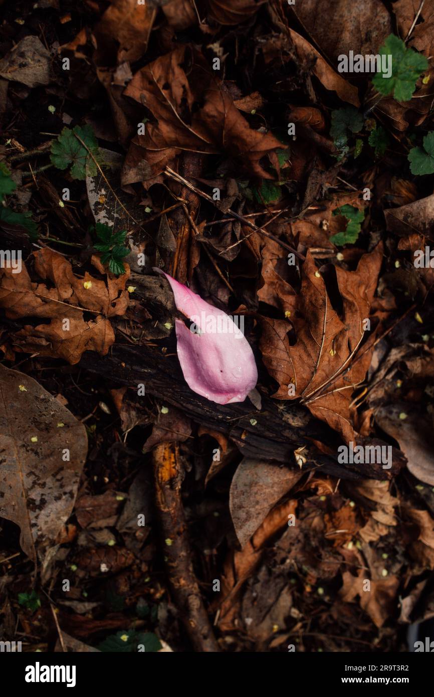 Pink flower of the forest hi-res stock photography and images - Alamy