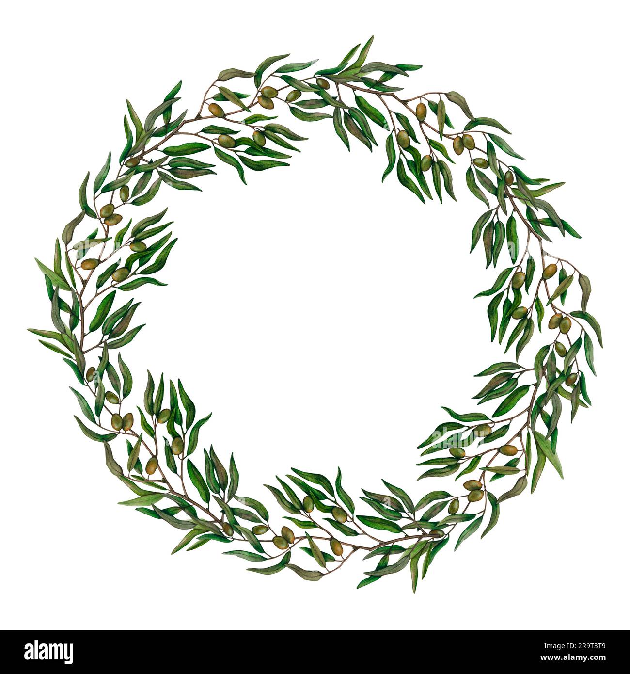Watercolor wreath of olive branches with fruits. Hand painted floral circle border with olive