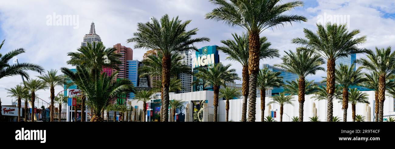 Casino building behind palm trees, MGM Grand Las Vegas, Las Vegas, Nevada, USA Stock Photo