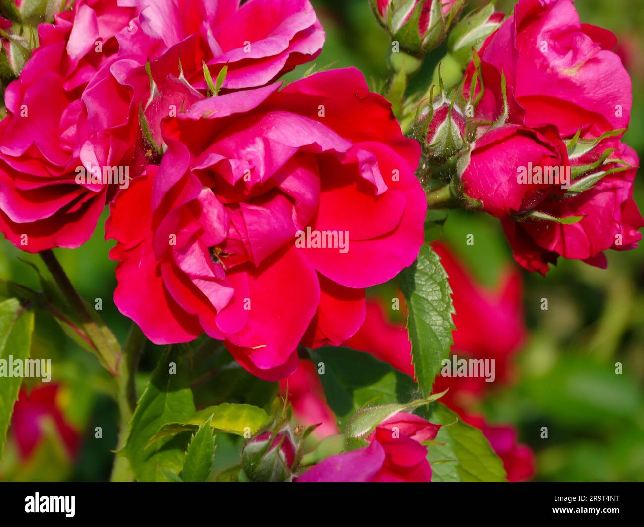 Red rose close-up against the background of green foliage lit by ...