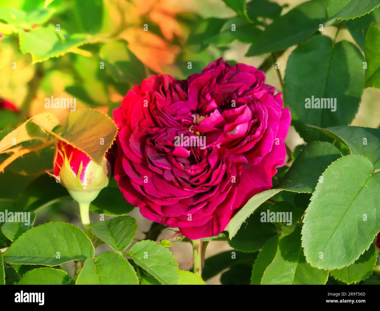 Closeup of morning dew covered flower of Rose 'Munstead Wood ...