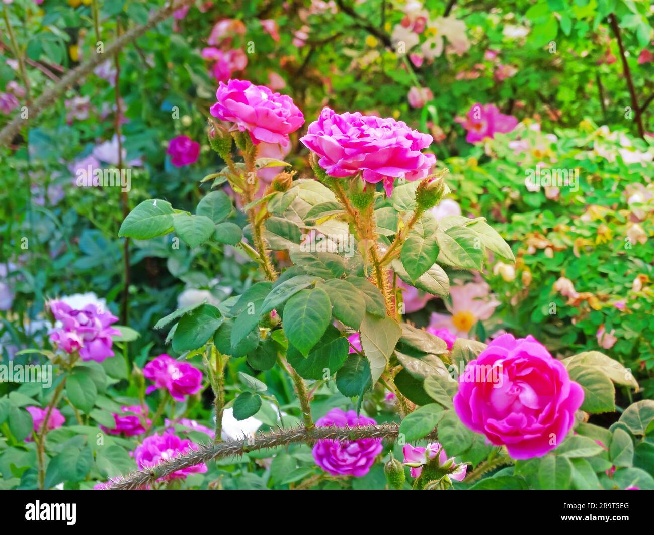 Beautiful pink rose in the garden. Rose bush. Close-up image Stock ...