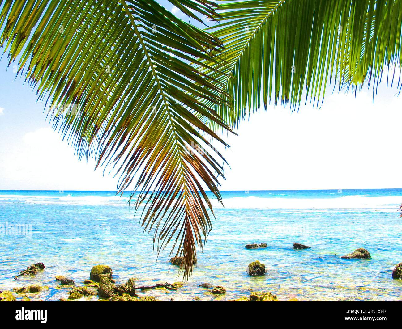 Palm leaves over ocean panorama. Stock Photo