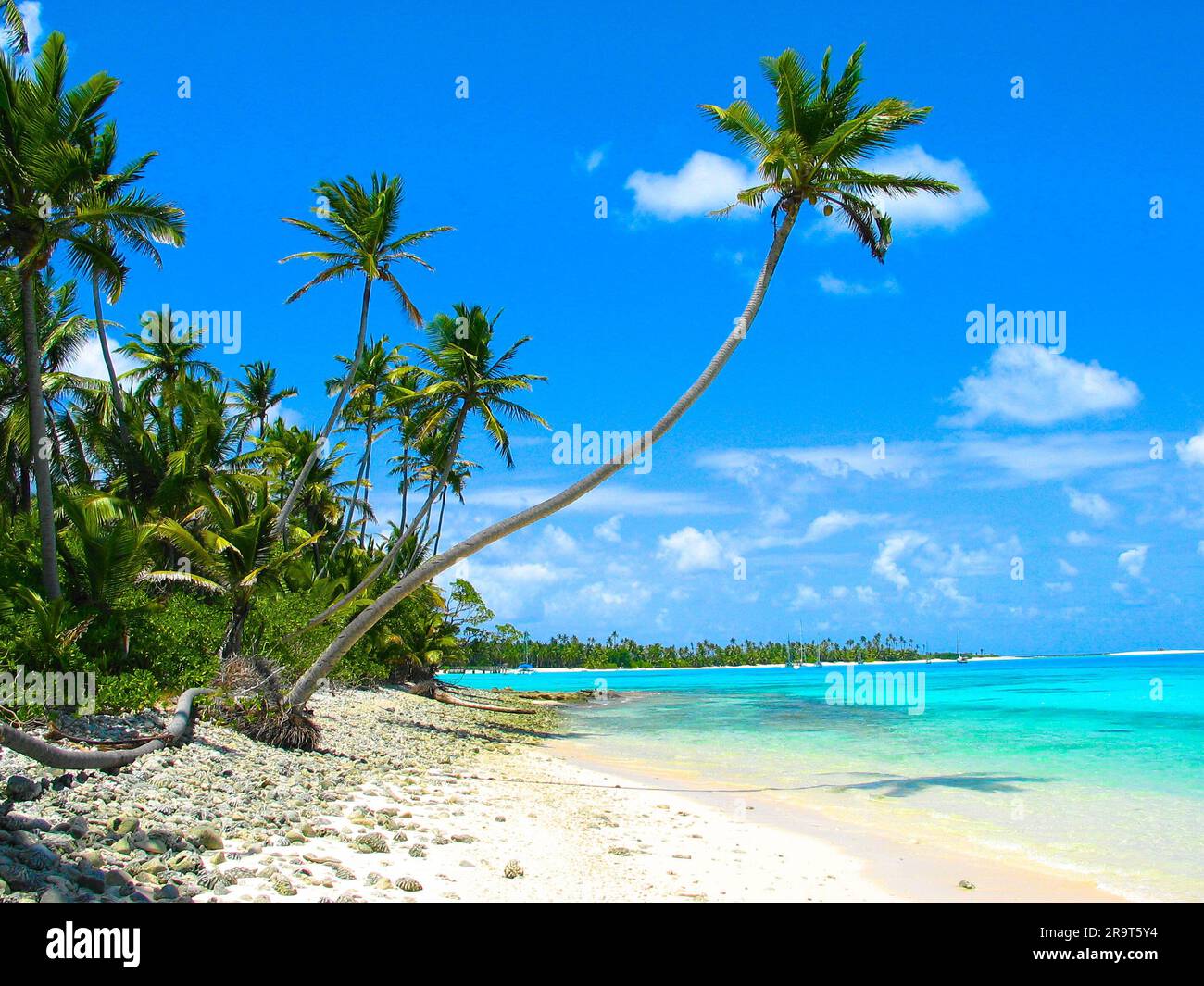 Magnificent coconut palm and blue lagoon at Cocos Keelint atoll, Indian Ocean, Australia. Stock Photo