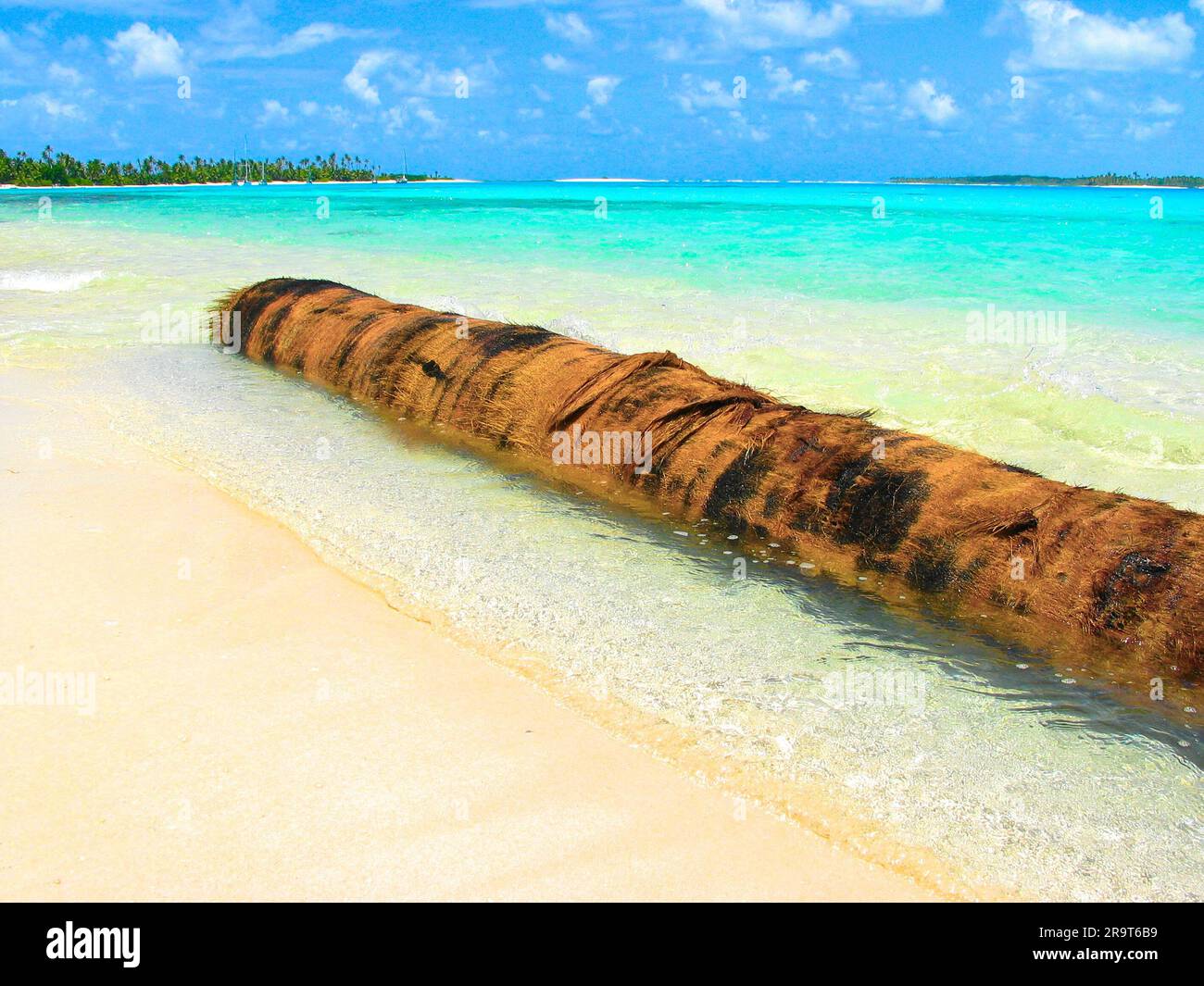 Golden palm trunk timber in paradise emerald tropical lagoon, Cocos Keeling, Australia. Stock Photo