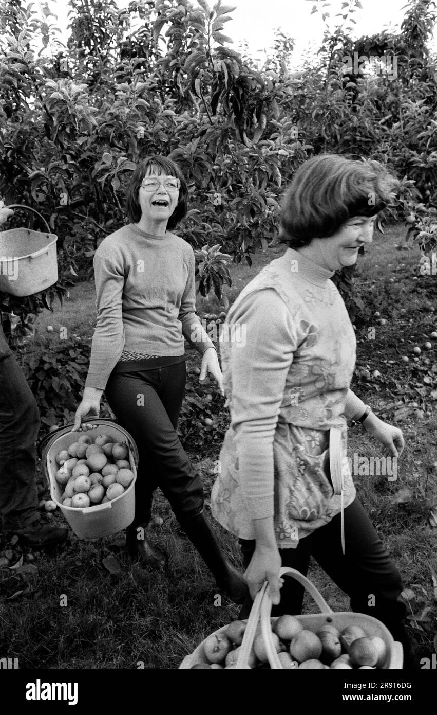 Casual seasonal fruit picking. Local women earning extra money apple picking. The fruit farm is, Ayers and Son, Common Lane, Elm, Wisbech. Wisbech, Cambridgeshire, England circa 1977. 1970s UK HOMER SYKES Stock Photo