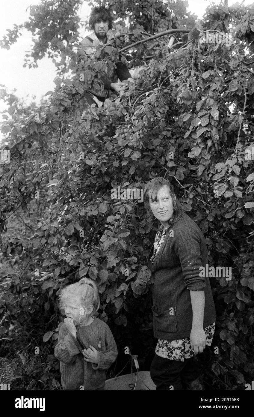 Casual seasonal fruit picking. Irish Travellers gypsy family apple picking, father, mother and daughter. The fruit farm is, Ayers and Son, Common Lane, Elm, Wisbech. Wisbech, Cambridgeshire, England circa 1977. 1970s UK HOMER SYKES Stock Photo