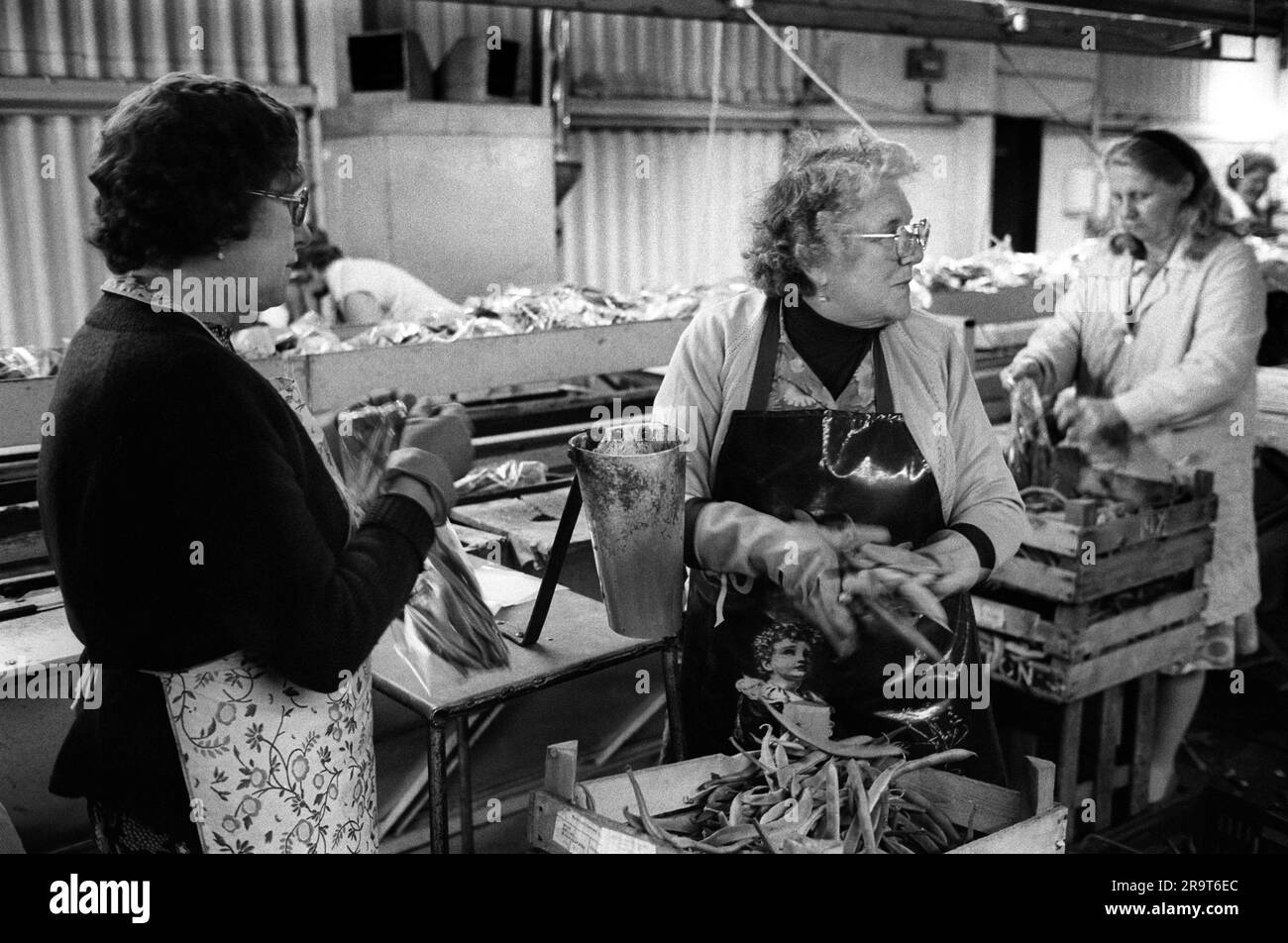 Casual seasonal farm work in packing and sorting facility. Local women  vegetable packing. Wisbech, Cambridgeshire, England circa 1977. 1970s UK HOMER SYKES Stock Photo