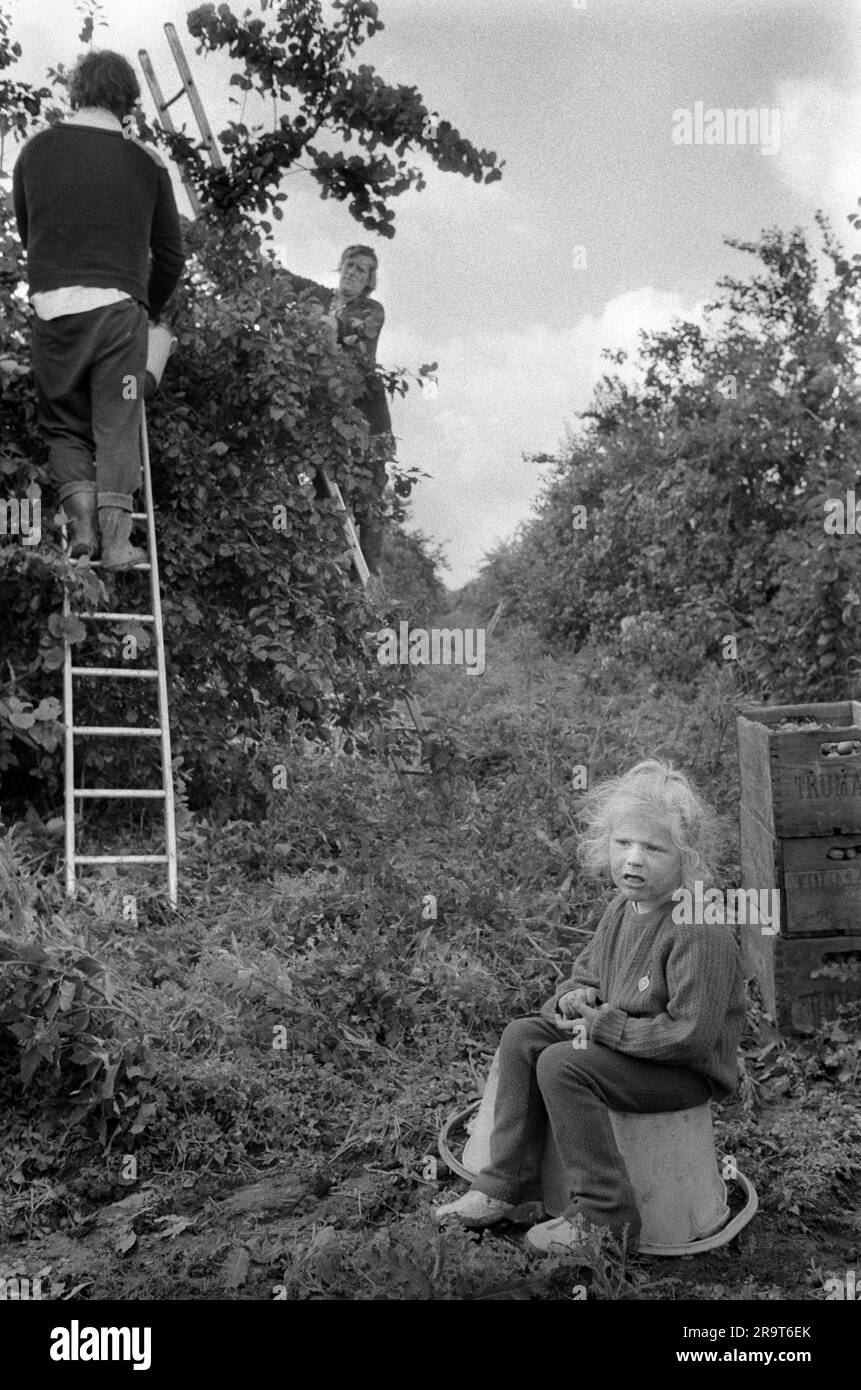 Irish Travellers gypsy family apple picking. Casual seasonal fruit picking. father, mother and daughter. The fruit farm is, Ayers and Son, Common Lane, Elm, Wisbech. Wisbech, Cambridgeshire, England circa 1977. 1970s UK HOMER SYKES Stock Photo