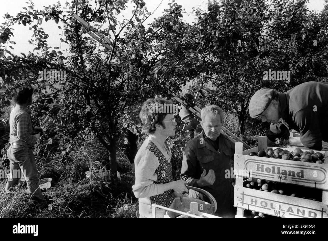 Students holiday job 1970s. Seasonal casual fruit picking. A local farmer  and student apple picker. Wisbech, Cambridgeshire, England circa 1977. 70s UK HOMER SYKES Stock Photo