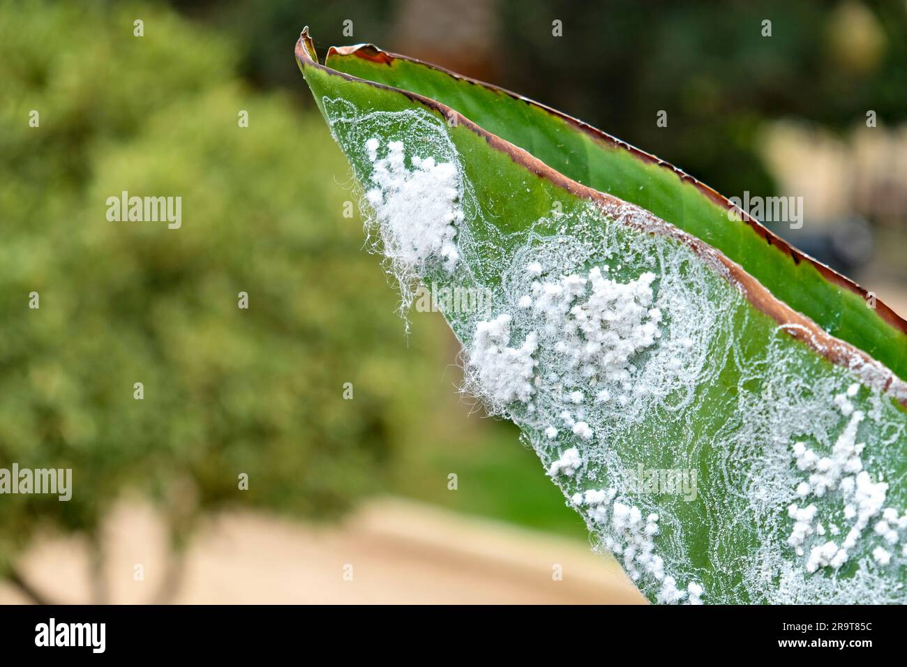 Colony of insects, woolly aphids (Eriosomatinae), infected banana plant leaf. Stock Photo