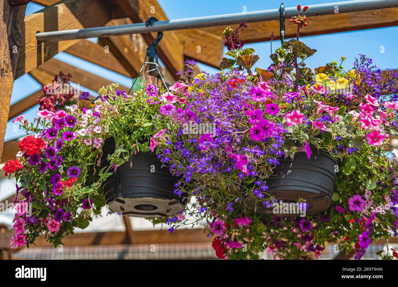 Baskets of hanging petunia flowers on balcony. Petunia flower ornamental plant. Purple and pink petunias in a hanging basket. Pots of bright calibrach Stock Photo