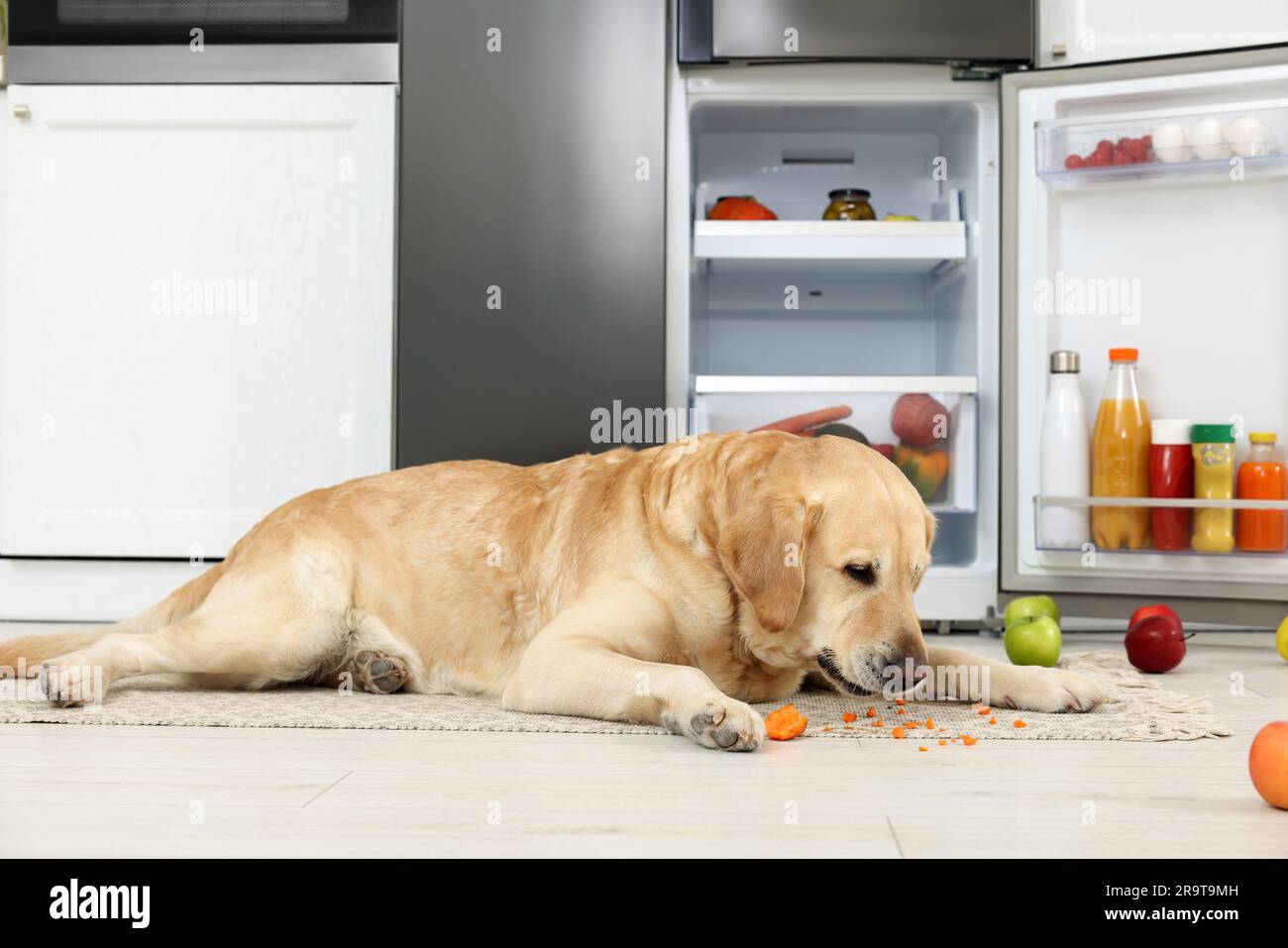 Cute Labrador Retriever eating carrot near refrigerator in kitchen ...