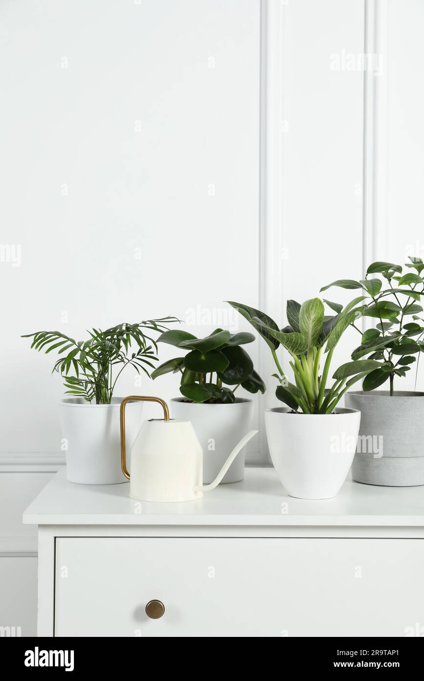 Many different houseplants in pots on chest of drawers near white wall ...