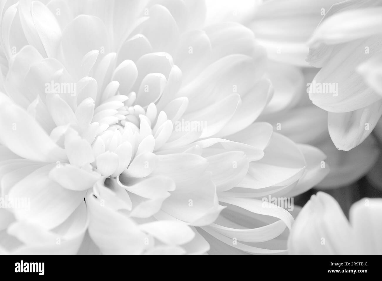 Beautiful white chrysanthemum flowers as background, closeup Stock Photo