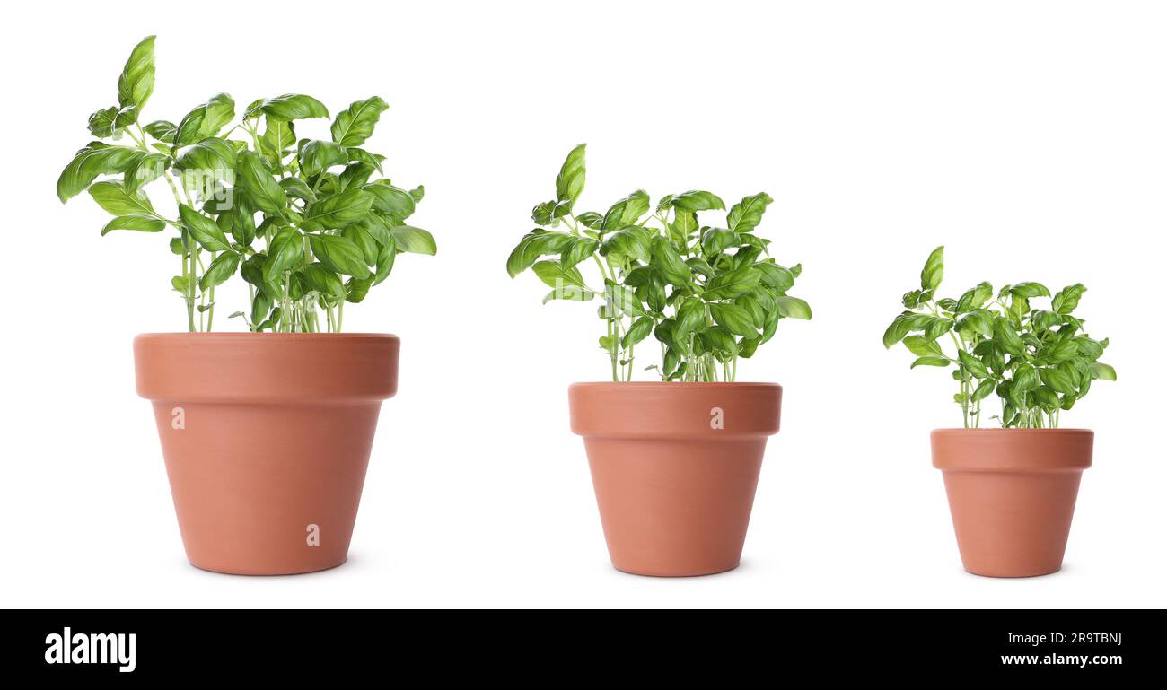 Basil growing in pots isolated on white, different sizes Stock Photo