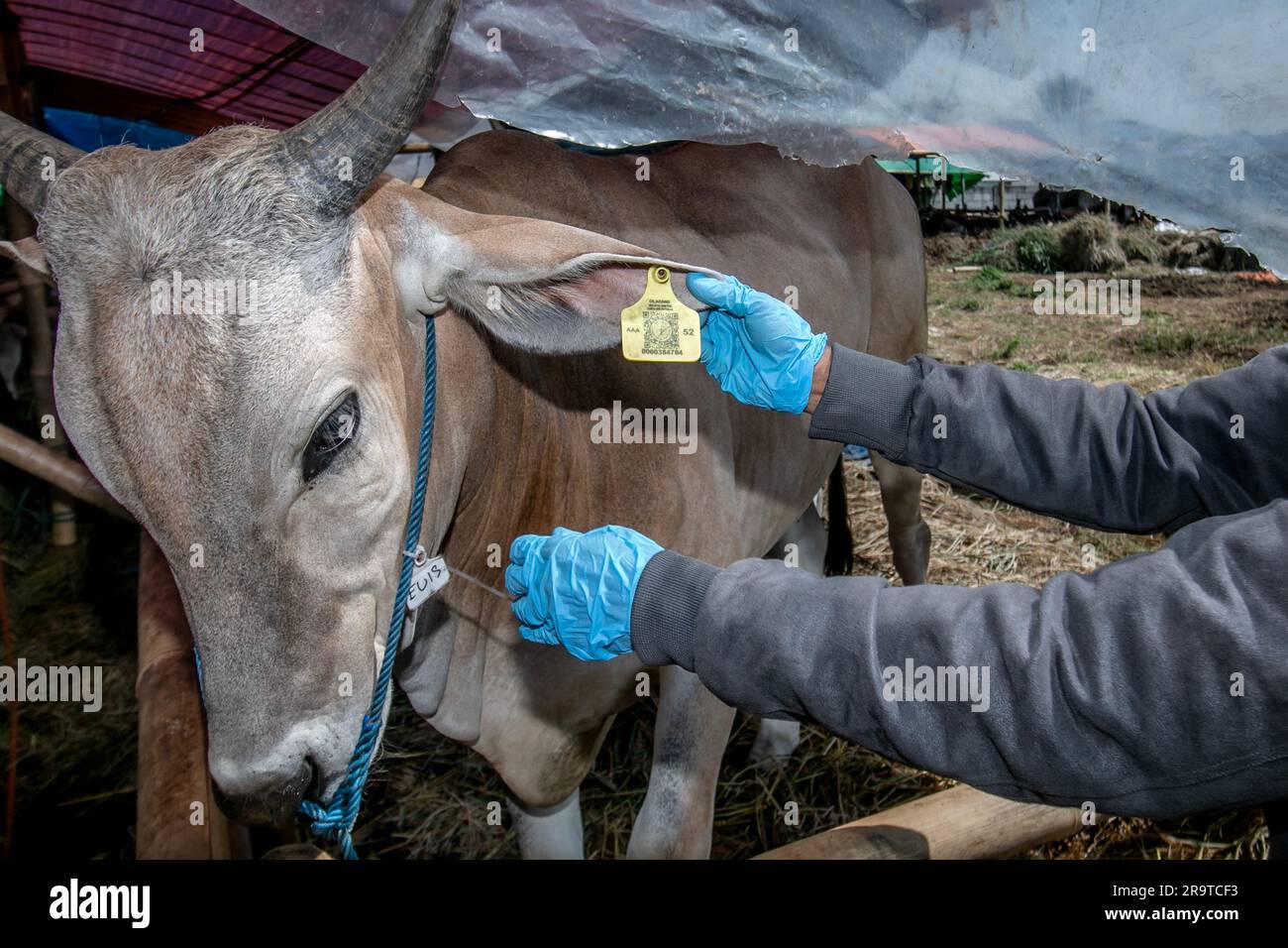 A veterinarian check health a cow to prevention Lumpy Skin Disease at a livestock market in Bogor, West Java, Indonesia, on Juni 26, 2023 Stock Photo
