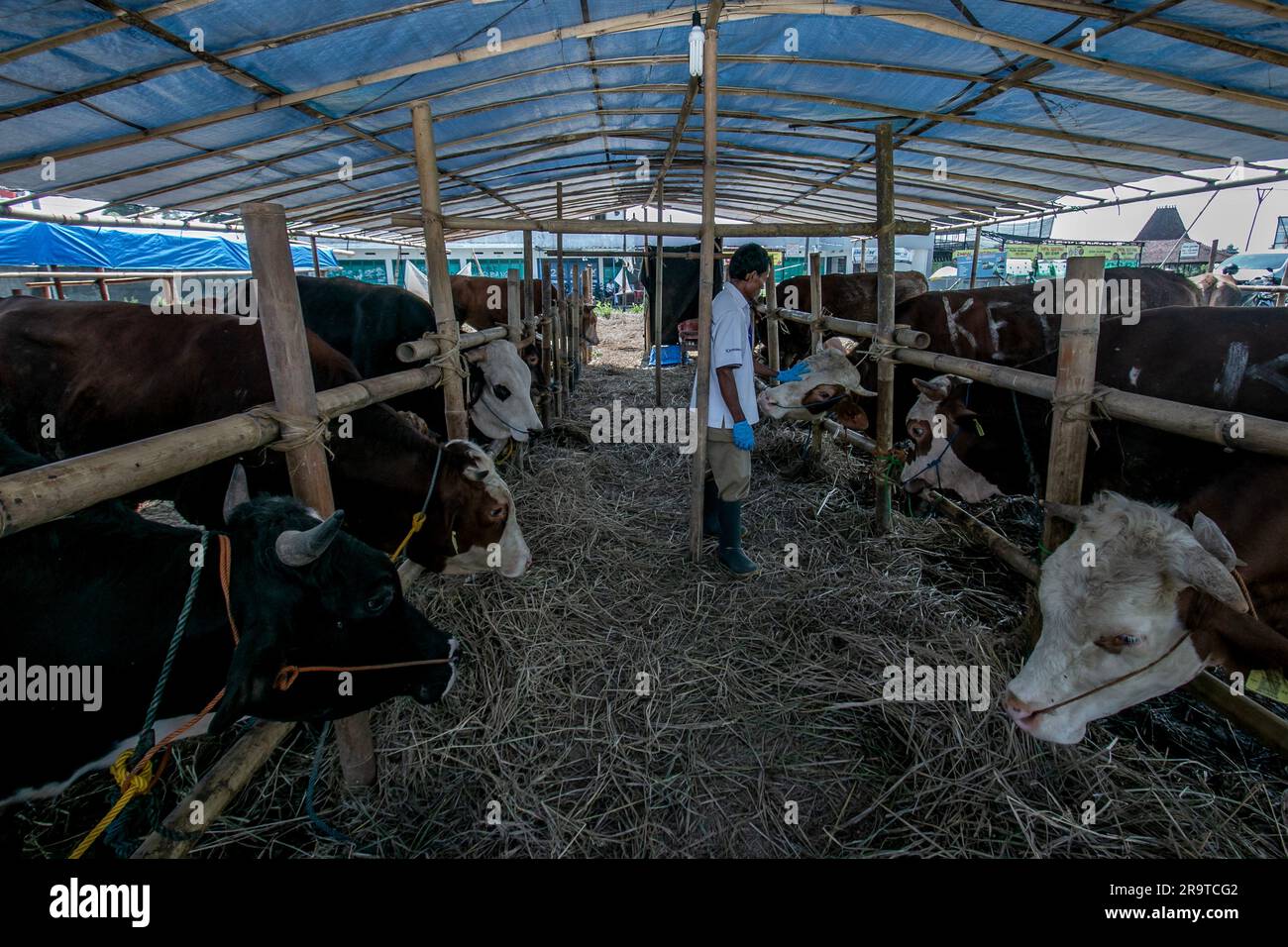 A veterinarian check health a cow to prevention Lumpy Skin Disease at a livestock market in Bogor, West Java, Indonesia, on Juni 26, 2023 Stock Photo