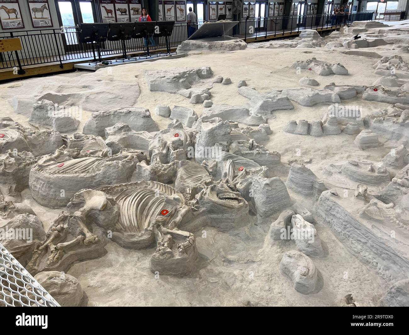 Royal, NE USA - May 13, 2023: Fossils In The Rhino Barn Ashfall Fossil ...