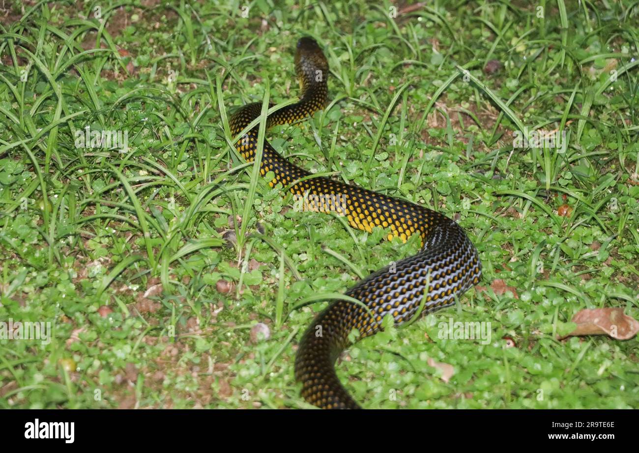 Water snake, scientific name: Liopis miliaris, found mainly in the Cerrado and Atlantic Forest. Very docile species and usually runs away when disturb Stock Photo
