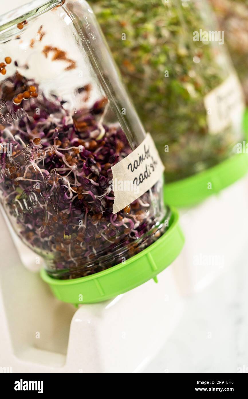 Growing sprouts in a jar Stock Photo Alamy