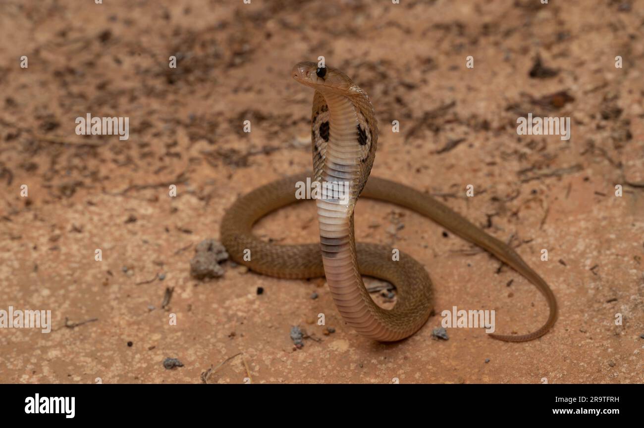 A juvenile Indian Cobra (Naja naja) from Karnataka, India. Stock Photo