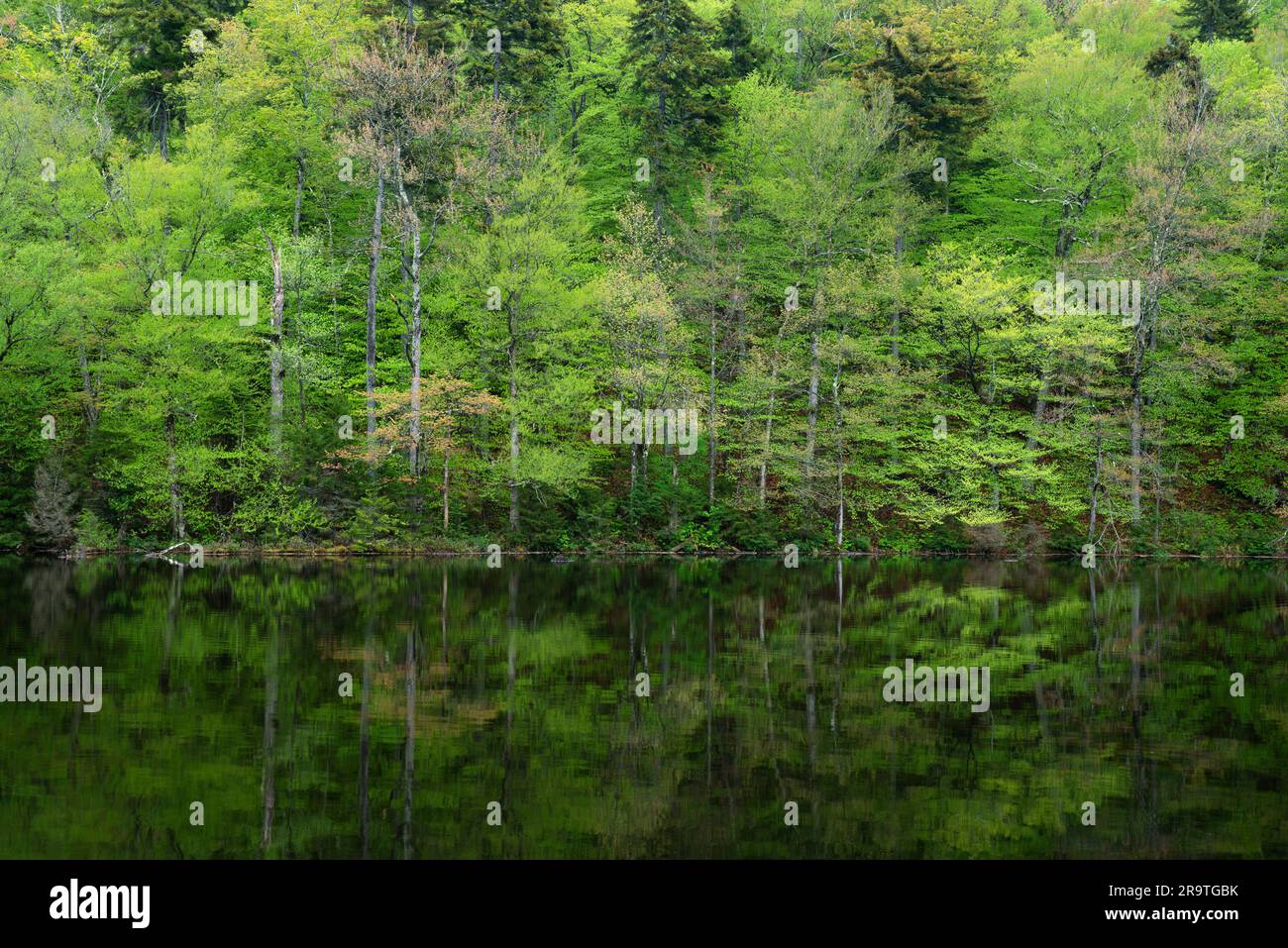 Spring foliage reflected in Seventh Lake, Adirondack Mountains, New York, USA Stock Photo