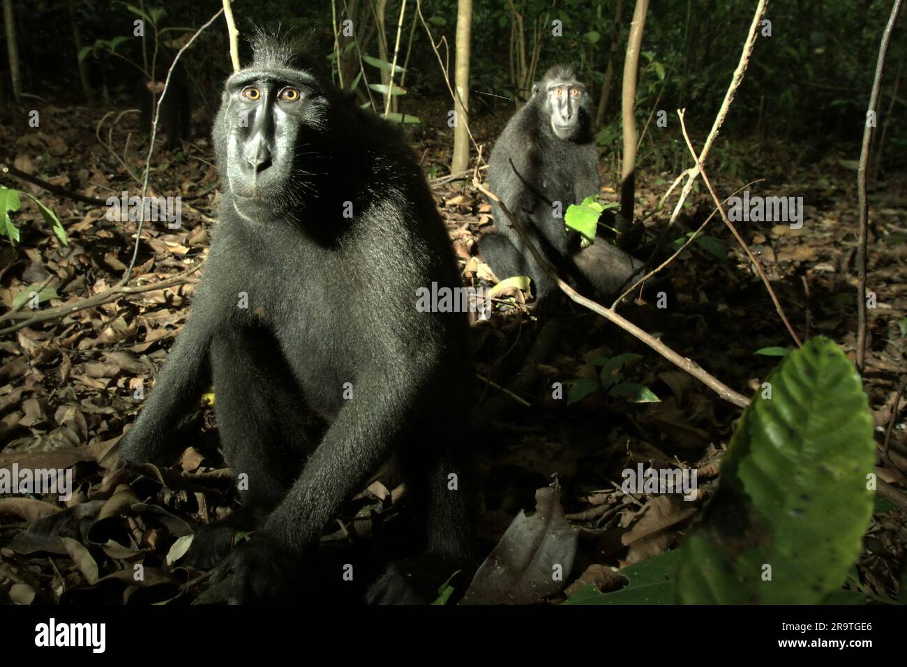 Portrait of two individuals of Sulawesi black-crested macaque (Macaca nigra) sitting on the ground in Tangkoko Nature Reserve, North Sulawesi, Indonesia. Climate change may gradually change behaviors and reproductive cycle of this threatened species, while at the same time reduce their habitat suitability, that could force them to move out of safe habitats and face potential conflicts with human, scientists say. Without the warming temperature, primates have already suffered from the escalating anthropogenic pressures, causing up to 93% species to have declining population and around 68% to en Stock Photo