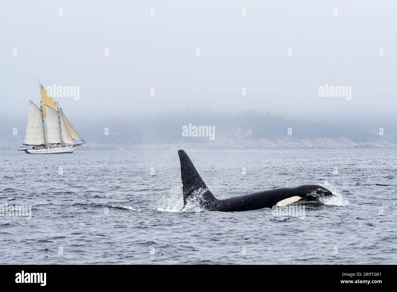 Transient male killer whale, Orcinus orca, surfacing in Monterey Bay ...