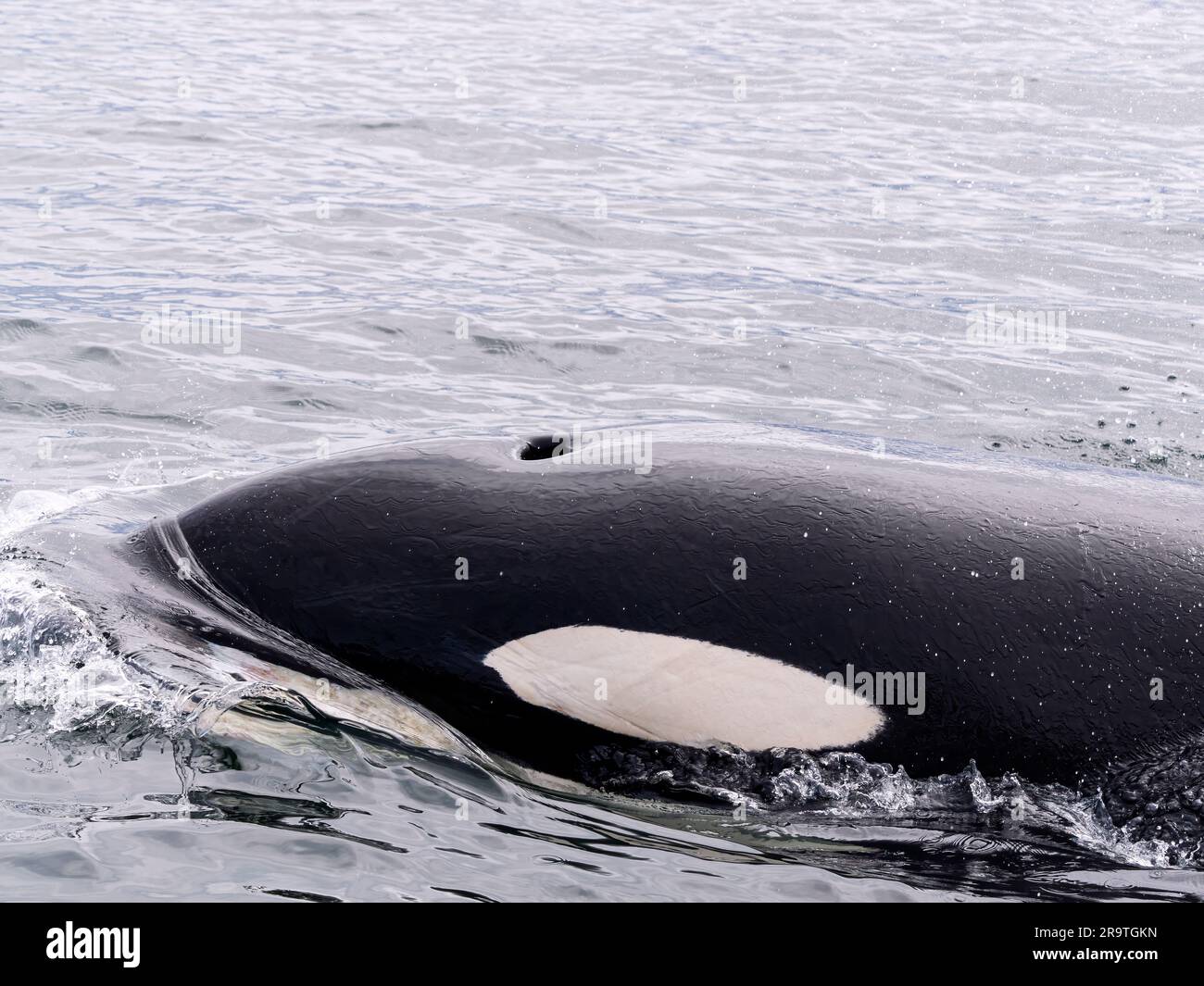 Transient female killer whale, Orcinus orca, surfacing in Monterey Bay ...