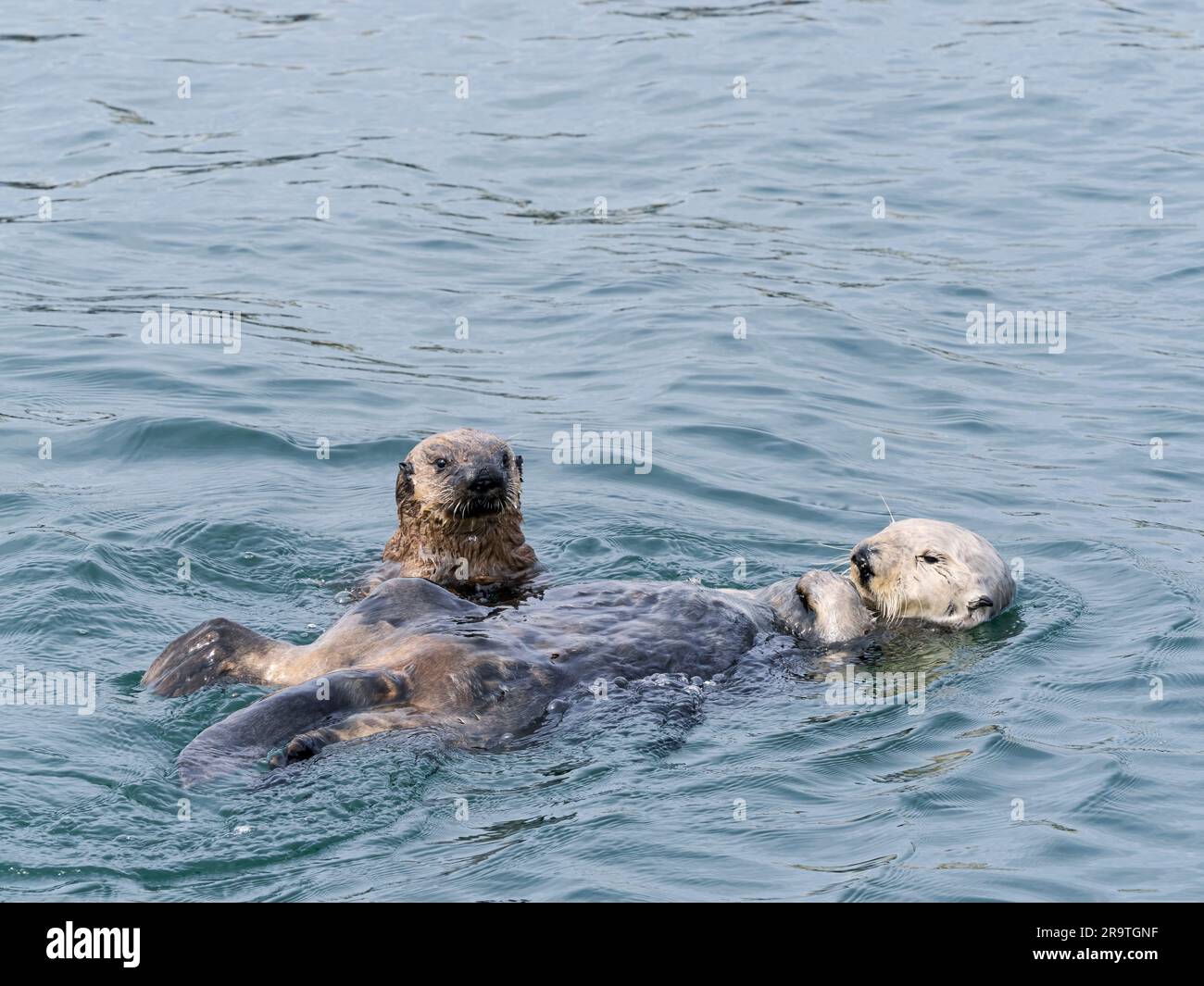 Mother and pup sea otter, Enhydra lutris, together in Monterey Bay National Marine Sanctuary, California, USA. Stock Photo