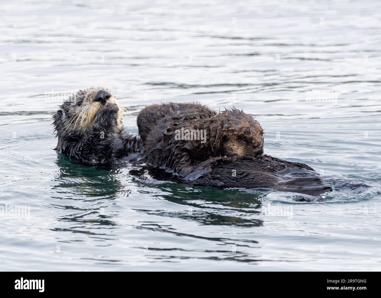Mother and pup sea otter, Enhydra lutris, together in Monterey Bay National Marine Sanctuary, California, USA. Stock Photo