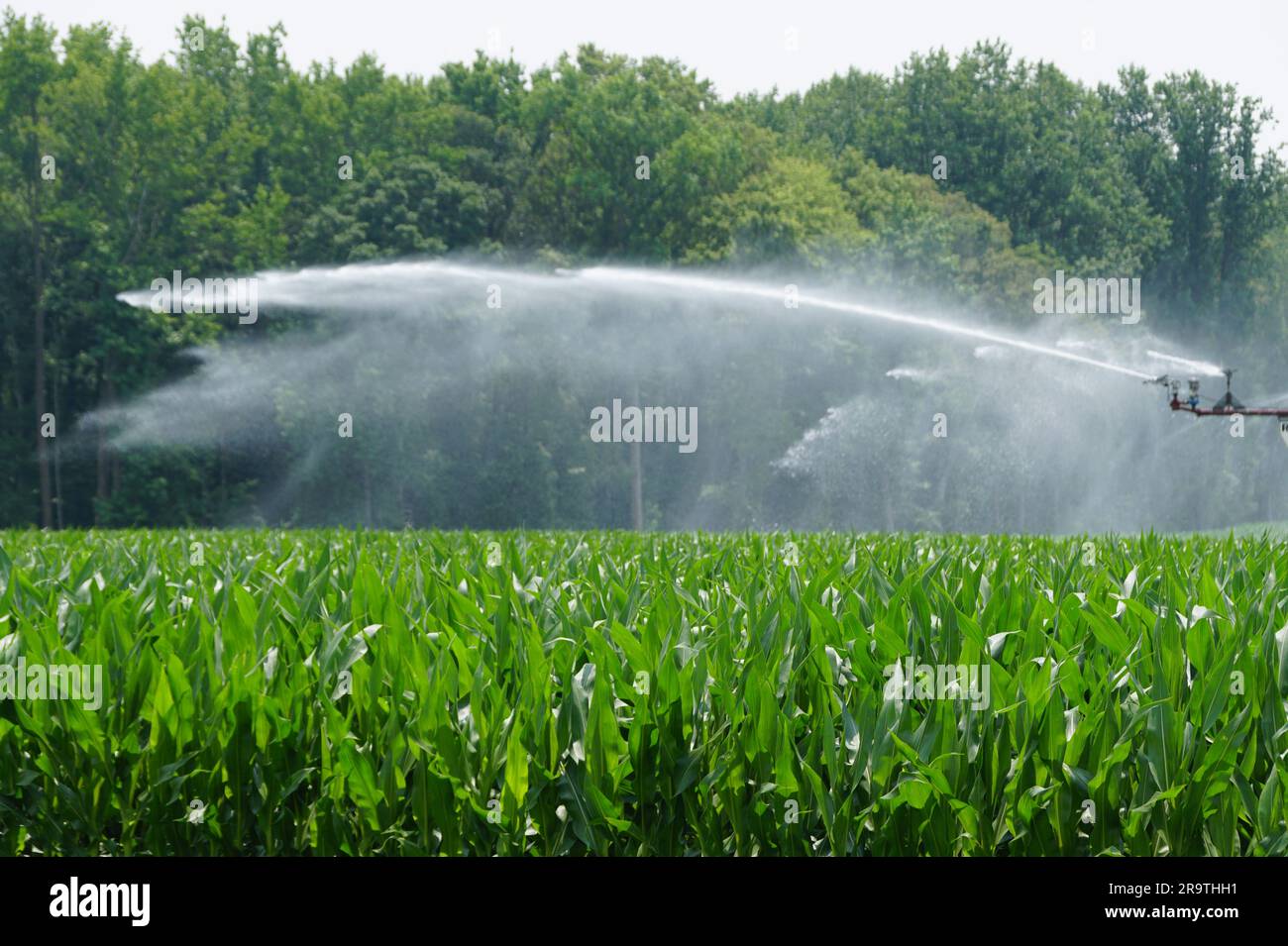 Splash of water from an irrigation system at a corn field in the summer