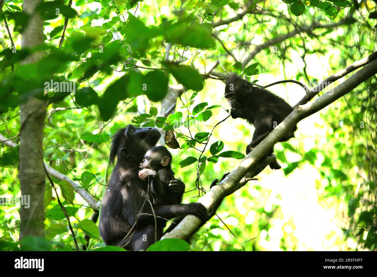 A crested macaque (Macaque nigra) female takes care an infant and a juvenile as they are foraging on a tree in Tangkoko Nature Reserve, North Sulawesi, Indonesia. Age between five months and one year is the phase of a crested macaque's life where infant mortality is the highest. Primate scientists from Macaca Nigra Project observed that 17 of the 78 infants (22%) disappeared in their first year of life. Eight of these 17 infants' dead bodies were found with large puncture wounds. Another primate scientist, J. P. Higham, added that 'infant disappearances increase after the arrival of a new alph Stock Photo